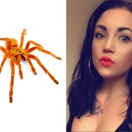 Terrified Mother Finds an Aggressive Tarantula ”the Size of My Hand” in Front of Her House