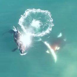 Video Shows Orcas Killing and Eating Great White Sharks For the First Time