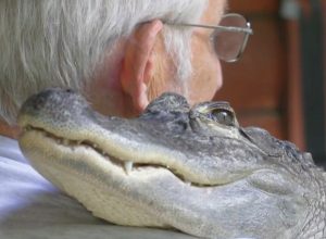 Pennsylvania Man’s Alligator Becomes Emotional Support Animal. “I’d Wake up and He’d Be Laying on My Head.”
