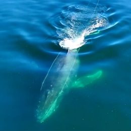 Video Shows Humpback Whale Trying to Free Itself From Ropes of Buoy After Being Stuck for Two Days