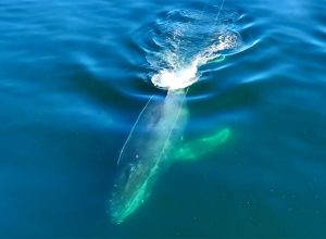 Video Shows Humpback Whale Trying to Free Itself From Ropes of Buoy After Being Stuck for Two Days
