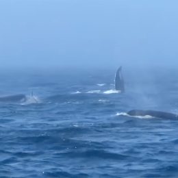 Video Shows Two Humpback Whales Bravely Battling With 15 Killer Whales