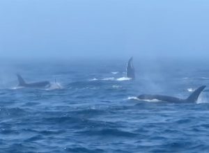 Video Shows Two Humpback Whales Bravely Battling With 15 Killer Whales