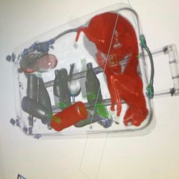 TSA Finds Live Cat Inside a Checked Bag After It Went Through the X-Ray Machine at JFK Airport