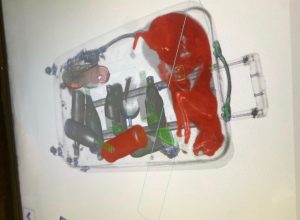 TSA Finds Live Cat Inside a Checked Bag After It Went Through the X-Ray Machine at JFK Airport