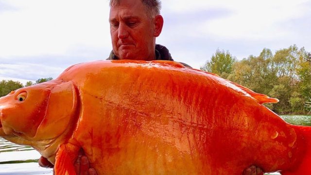 The Carrot2