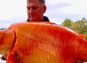 Man Caught a Gigantic 67-Pound Goldfish Nicknamed “The Carrot”