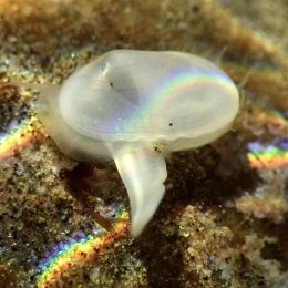 Back from the Dead? Scientists in California Found a Live Clam That Was Supposed to be Extinct for 40,000 Years