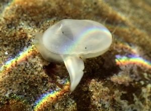 Back from the Dead? Scientists in California Found a Live Clam That Was Supposed to be Extinct for 40,000 Years