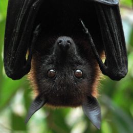 Indian flying-fox - Pteropus giganteus
