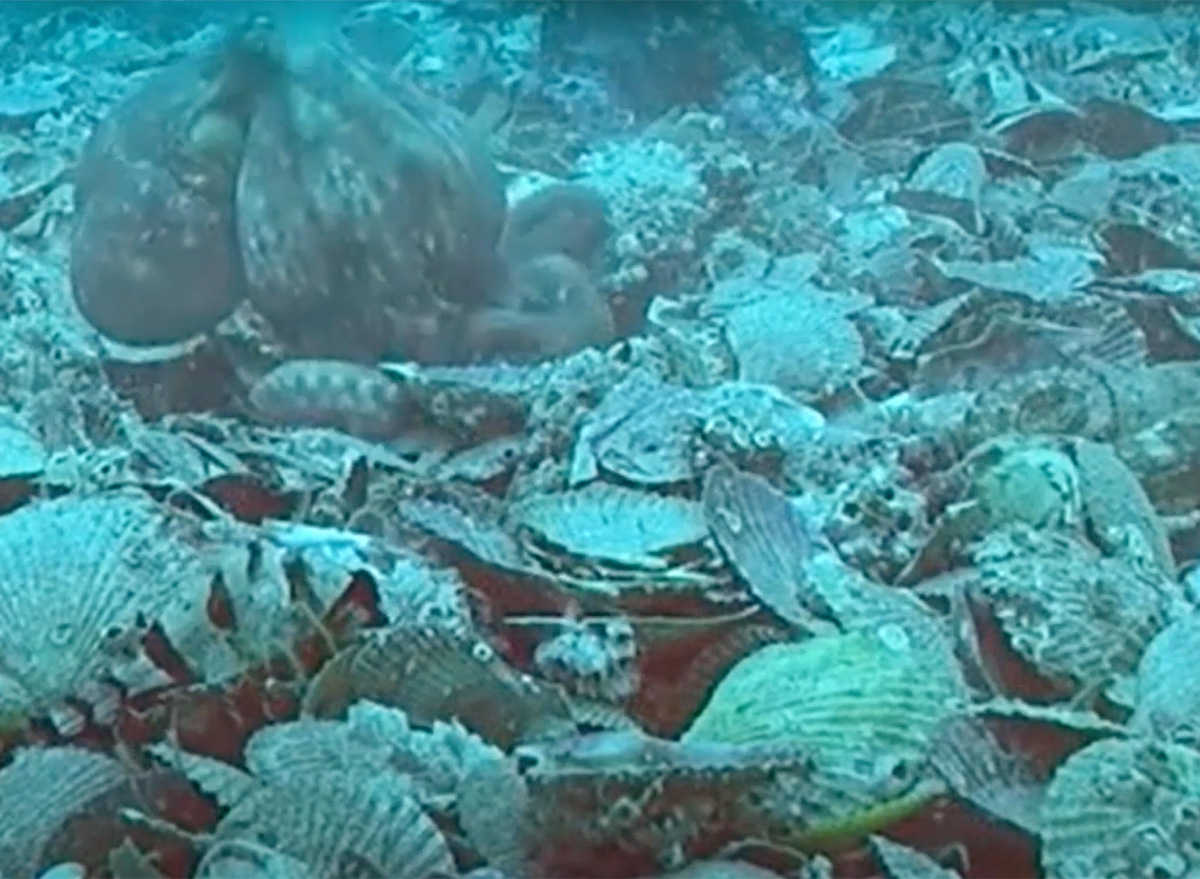 Octopuses Throwing Shells at Each Other When They Get Mad