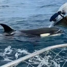 Violent Orcas Attack and Sink Boat in Atlantic, Circling the Surviving Crew