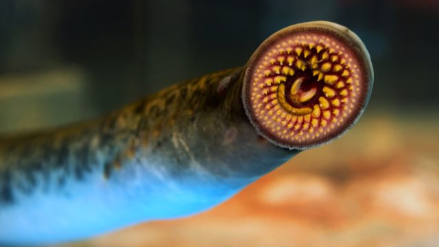 Sea lamprey.