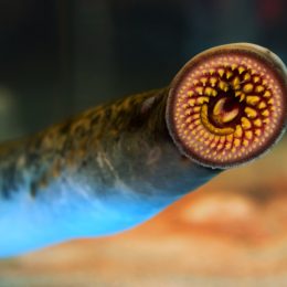 Sea lamprey.