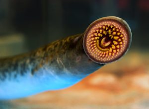 Sea lamprey.