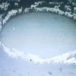 Footage Shows Sheep Mysteriously Walking Around in Circles Non-Stop for Twelve Days