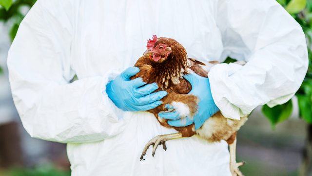 Vet,Doctor,Examining,Chicken.,Vet,Concept