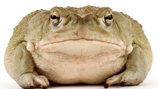 Large,Sonoran,Desert,Toad,With,A,Small,Scar,Above,His