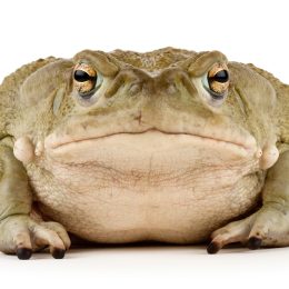 National Park Service Asks People to Stop Licking Psychedelic Toads