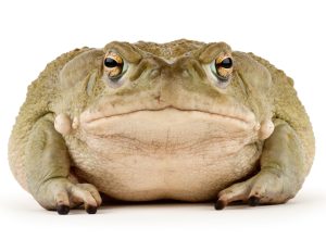 National Park Service Asks People to Stop Licking Psychedelic Toads