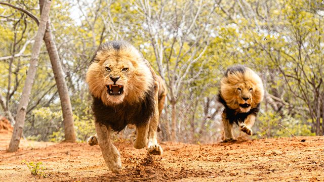 Angry,Lions,Hunting,Their,Prey