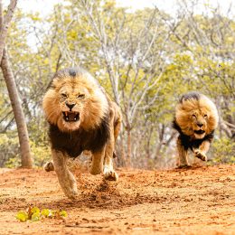 “Get Out of Your Tent and Run”: Five Lions Escape Enclosure at Zoo as Families Camping For “Roar and Snore” Night Nearby