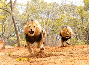 “Get Out of Your Tent and Run”: Five Lions Escape Enclosure at Zoo as Families Camping For “Roar and Snore” Night Nearby
