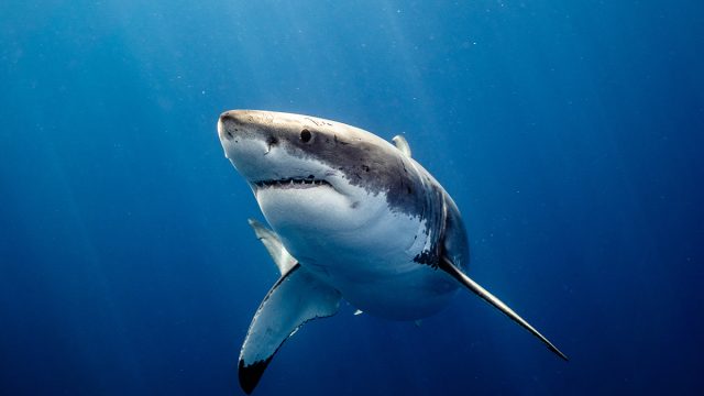 Great,White,Shark,Close,Up,Shot