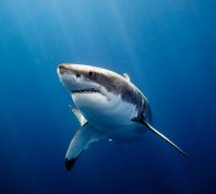 Great White Shark Stuns Scientists