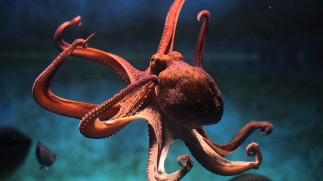 Common,Octopus,(octopus,Vulgaris).,Wildlife,Animal.