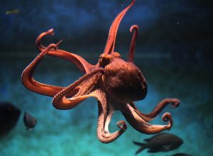 Video Shows Octopuses Throwing Shells at Each Other When They Get Mad