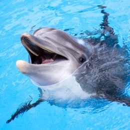 Yes, Dolphins Can Whistle Their Names, New Study Proves
