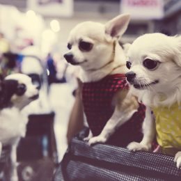 Court Grants Man Divorce From Wife Who Treated Her Pets Like Children And Refused to Look for Job