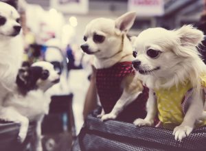 Court Grants Man Divorce From Wife Who Treated Her Pets Like Children And Refused to Look for Job