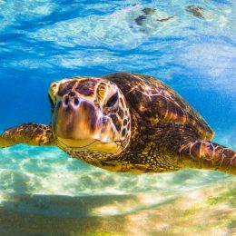 Yes, Turtles Can Make Sounds, and This is What They Sound Like