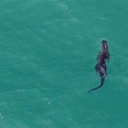 A 10-Foot Alligator is Spotted Swimming in the Sea Toward Florida Beach. “A Once in a Lifetime Experience”