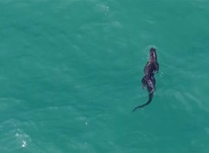 A 10-Foot Alligator is Spotted Swimming in the Sea Toward Florida Beach. “A Once in a Lifetime Experience”