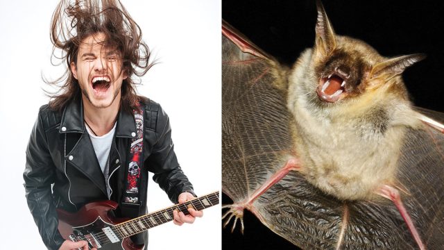 Bats metal singer