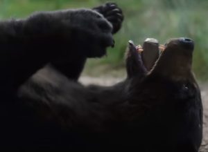 Pablo EskoBear: The Real Story of Bear on Cocaine Binge That Inspired the Hollywood Movie