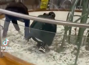 Shameless Thieves Jump Into Shopping Center Fountain to Steal Charity Donation Coins