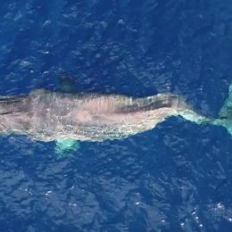 Heartbreaking Moment as Paralyzed Humpback With a Spine Broken by a Boat Swims 3,000 Miles to Die in Hawaii Waters
