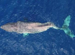 Heartbreaking Moment as Paralyzed Humpback With a Spine Broken by a Boat Swims 3,000 Miles to Die in Hawaii Waters