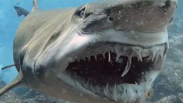 Shark teeth 1
