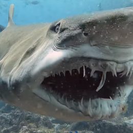 Terrifying Moment a Gigantic Shark Shows Off His Jagged Teeth to a Scuba Diver