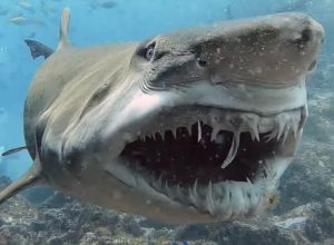 Terrifying Moment a Gigantic Shark Shows Off His Jagged Teeth to a Scuba Diver