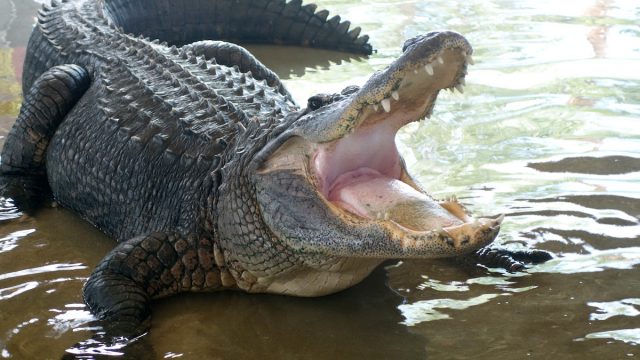 Florida,Everglades,Alligator,Wild,Gator