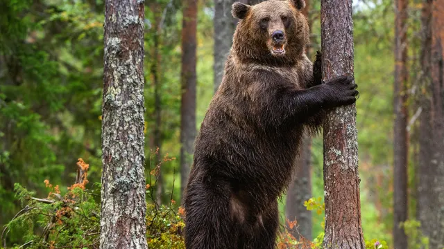 Brown,Bear,Stands,On,Its,Hind,Legs,By,A,Tree