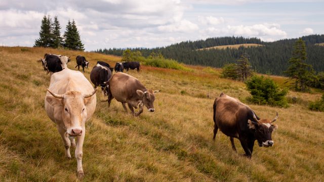 A,Herd,Of,Cattle,Grazing,In,A,Meadow,On,A