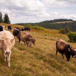 Fugitive Cows On the Run Went Free For Months After Breaking Out of Dairy Farm