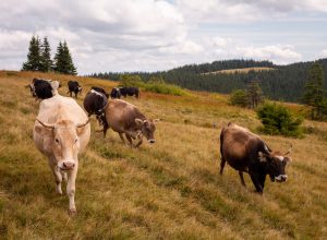 Fugitive Cows On the Run Went Free For Months After Breaking Out of Dairy Farm